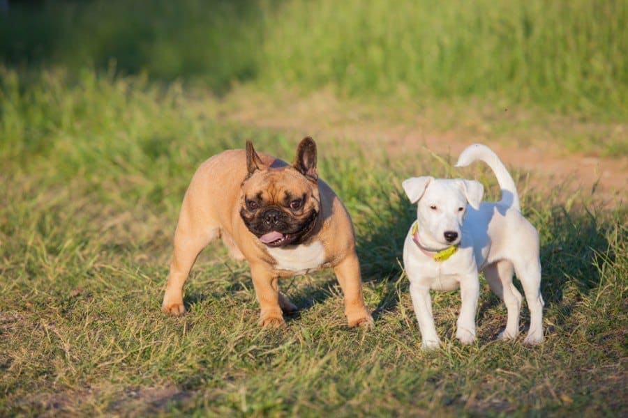 French Bull (French Bulldog & Russell Terrier Mix): Info, Pictures, Characteristics & Facts | Hepper