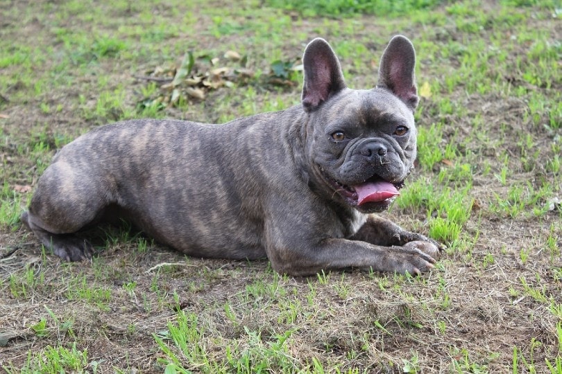 french bulldog lying on grass