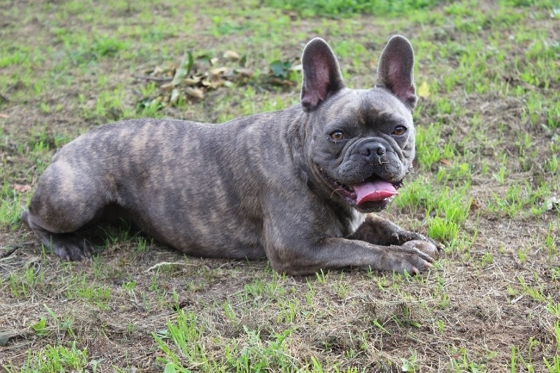 The 100k Frenchie - Why French Bulldogs Are So Expensive - Natacha Bouchart