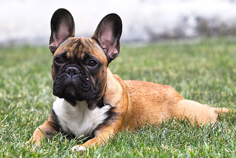 french bulldog outdoor