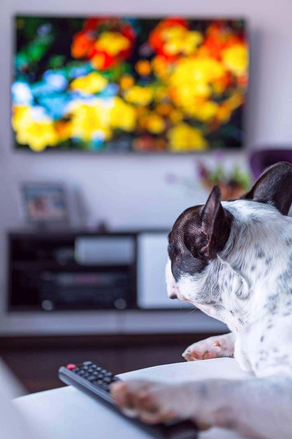 french bulldog watching TV
