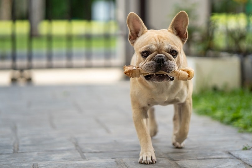 french bulldog with a rawhide bone_Tienuskin_shutterstock