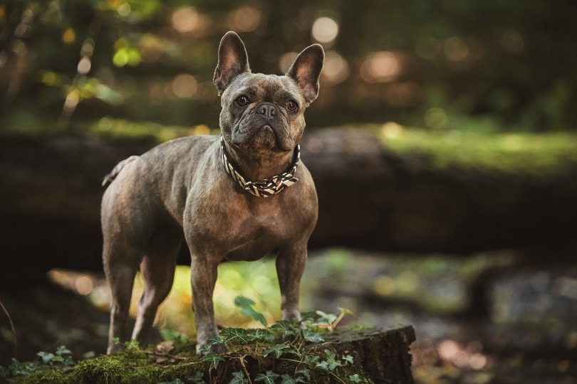 french bulldog with collar