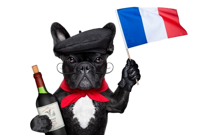 french bulldog with red wine waving flag of france_Javier Brosch_shutterstock