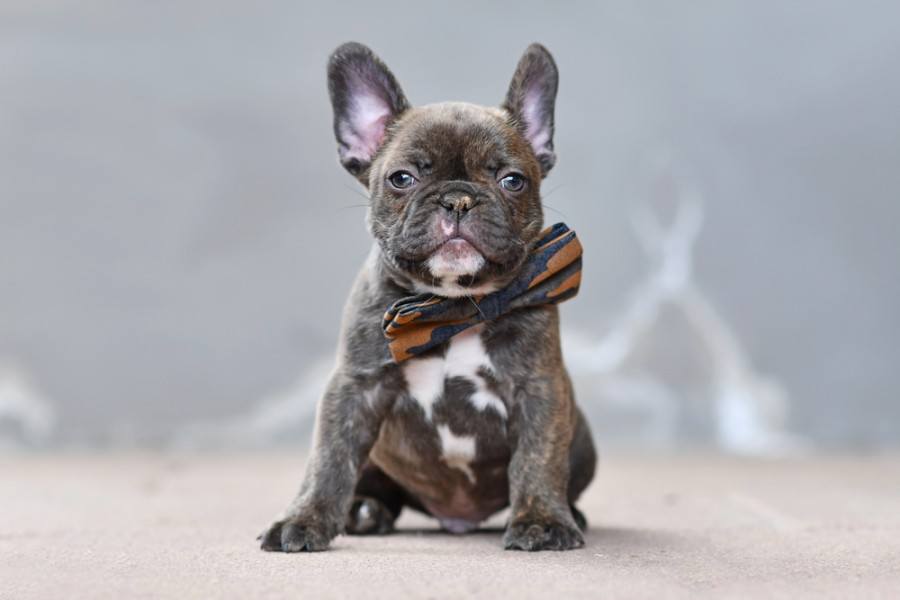 Puppy Of A French Bulldog At The Age Of Months Stock Photo Download ...