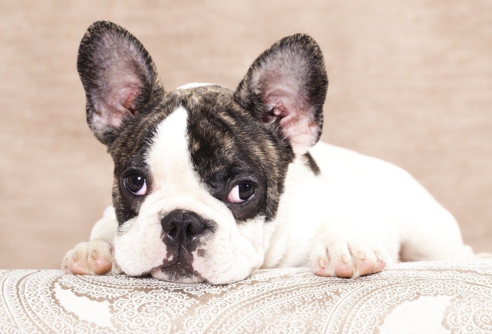 french bulldog