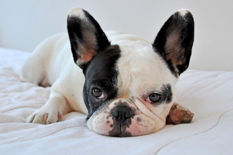 french bulldog