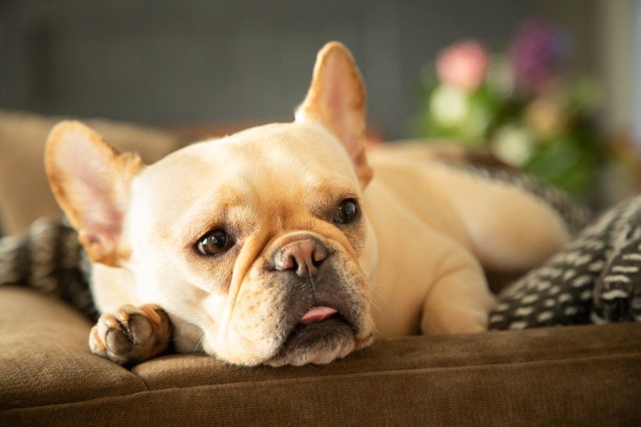 french bulldog