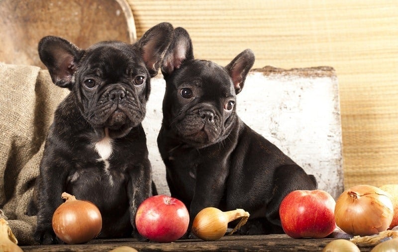 french bulldog
