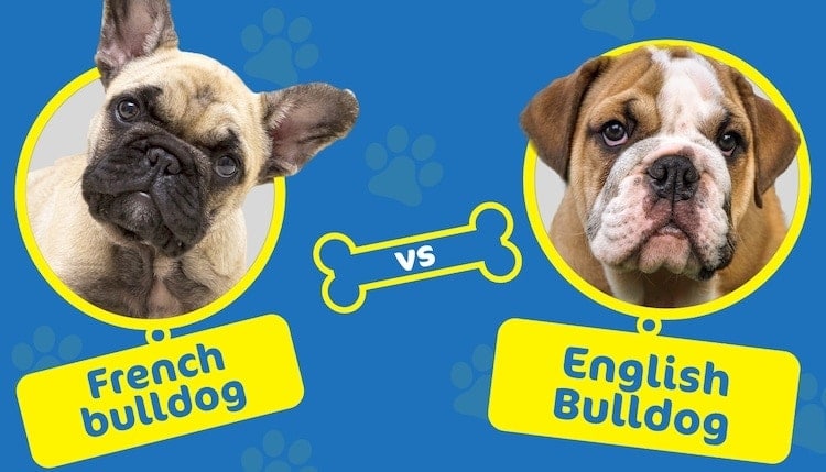 bulldog what is difference between french american and english