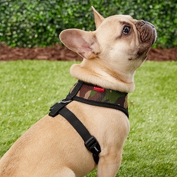 best frenchie harness