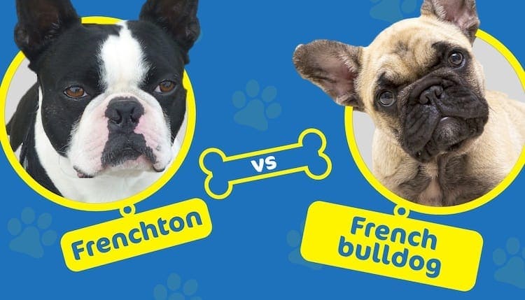 frenchton_vs_french_bulldog