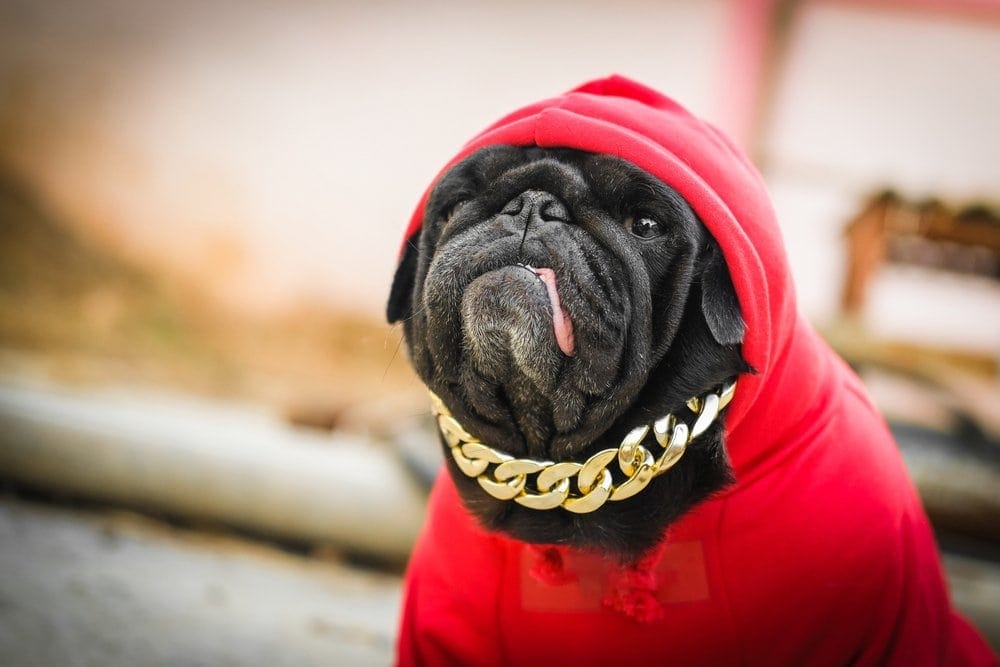 gangster pug
