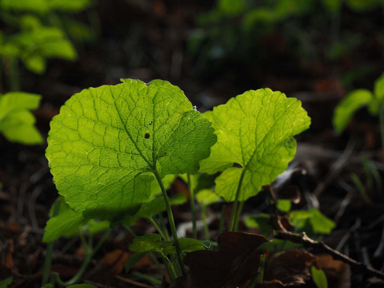 mustard greens