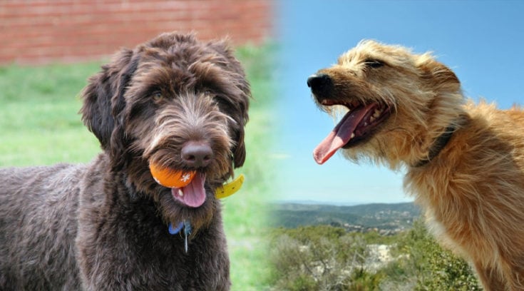 german pointer irish wolfhound