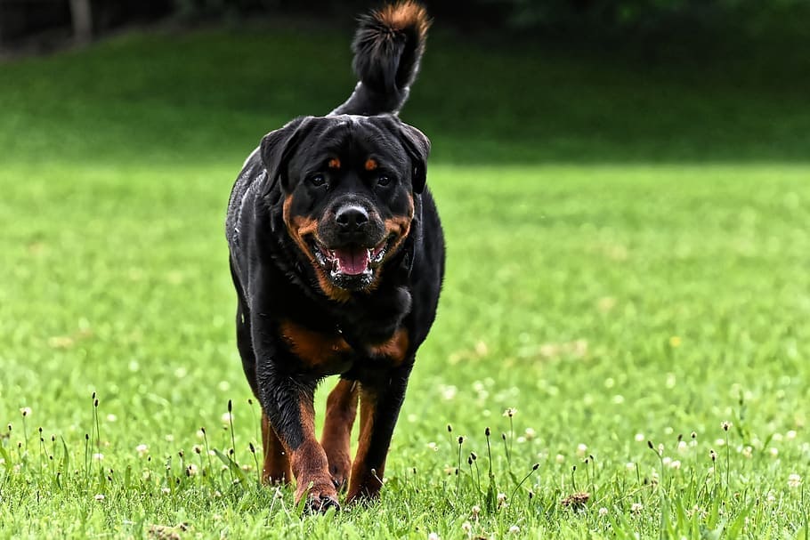 what are rottweilers used for