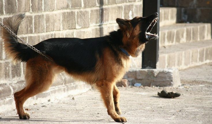 Do German Shepherds Bark a Lot? What You Need To Know!