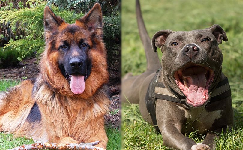 german shepherd and american pit bull terrier lying on the grass