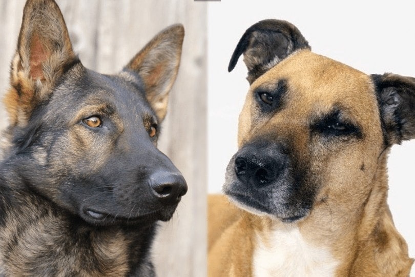 german shepherd and black mouth cur faces
