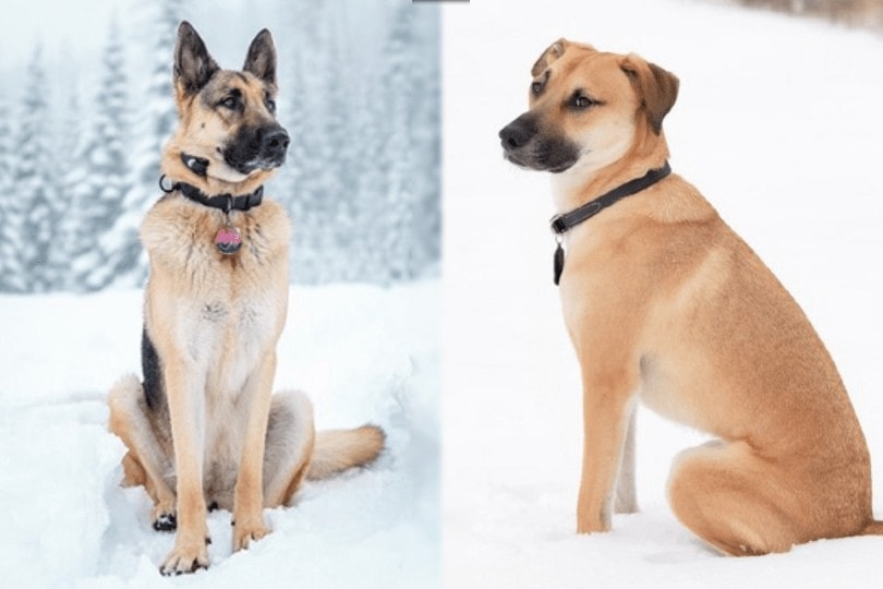 german shepherd and black mouth cur sitting on snow
