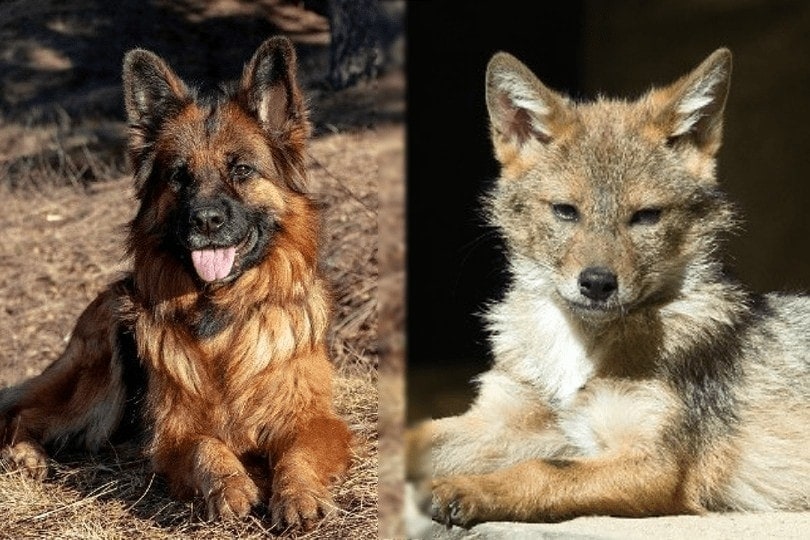 german shepherd and coyote lying on the ground