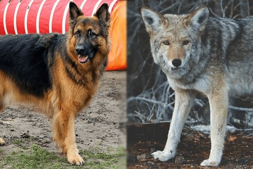 are coyotes related to german shepherds