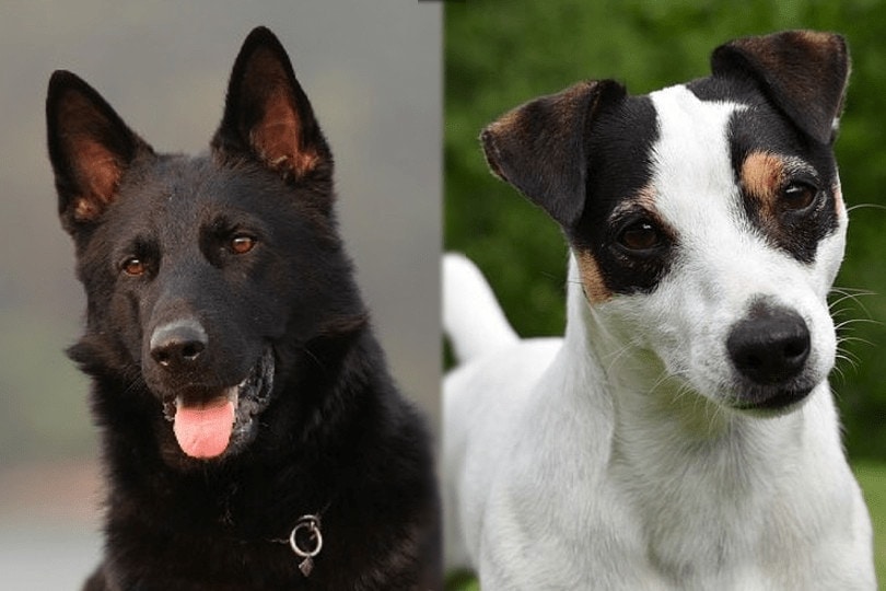 german shepherd and jack russell terrier