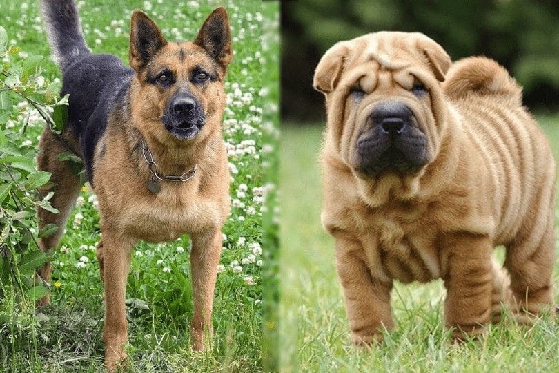 german shepherd and shar pei standing on grass