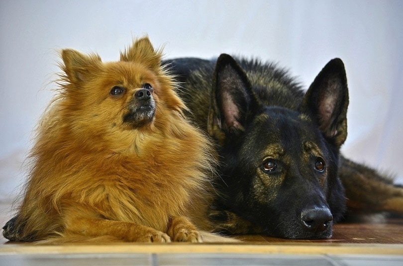 german shepherd and spitz bestfriends_charlene dipietro smith_shutterstock