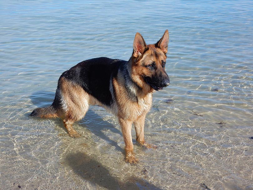 german shepherd at the seashore