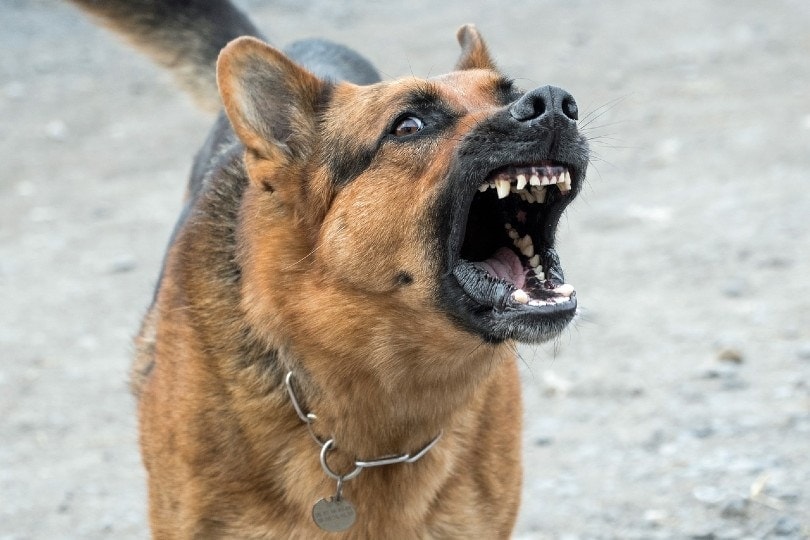 german shepherd barking close up