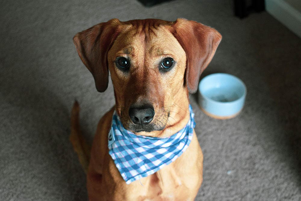 17 Blonde Dog Breeds: A Complete Overview (With Pictures) | Hepper 17 Blonde Dog Breeds: A Complete Overview (With Pictures) | Hepper