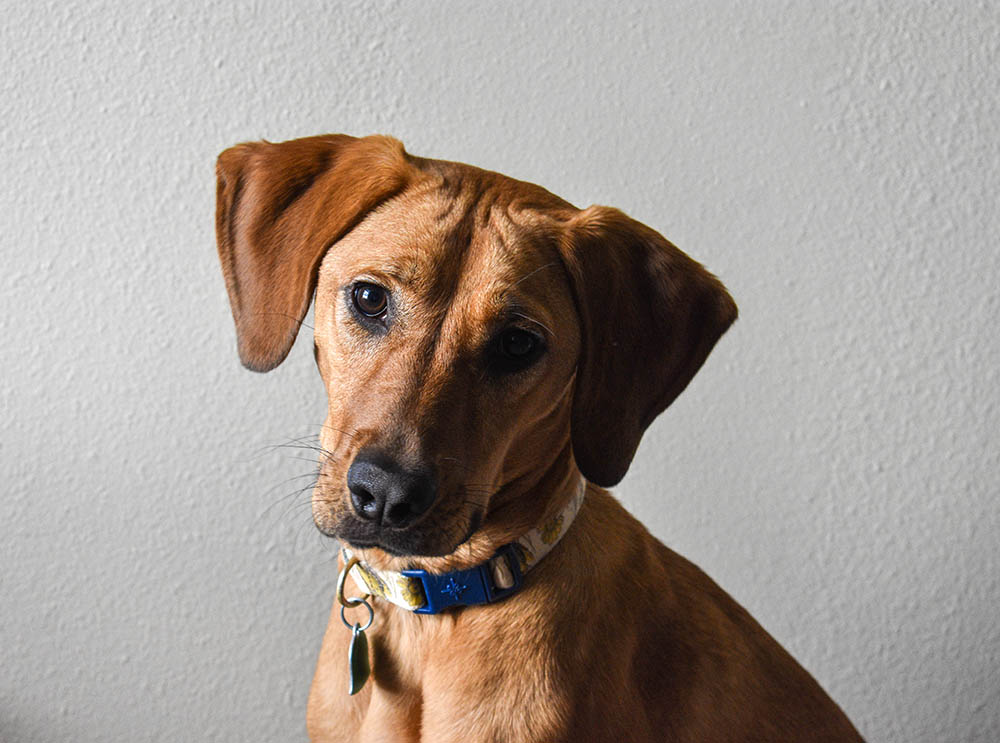 Bloodhound shepherd shop mix puppy