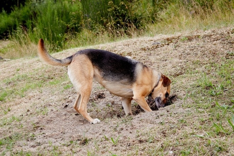 german shepherd digging a hole in the garden