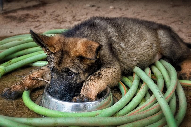 Golden Shepherd Dog