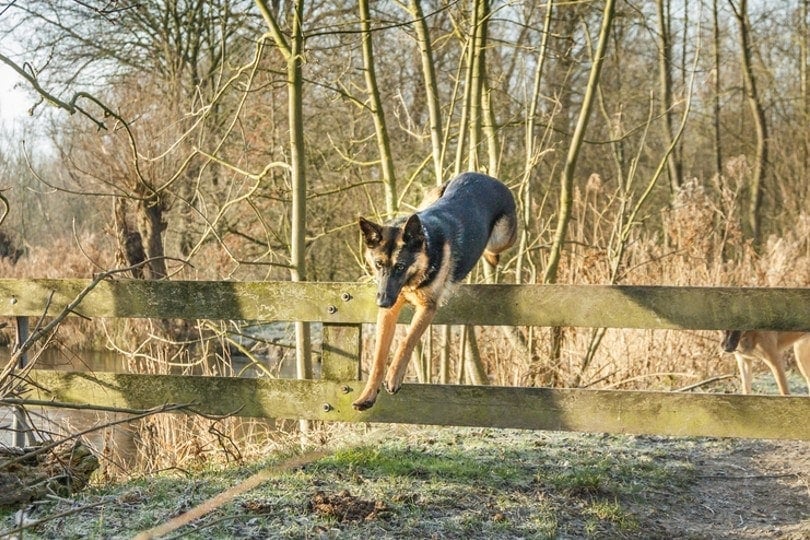 german shepherd dog jumps over fence