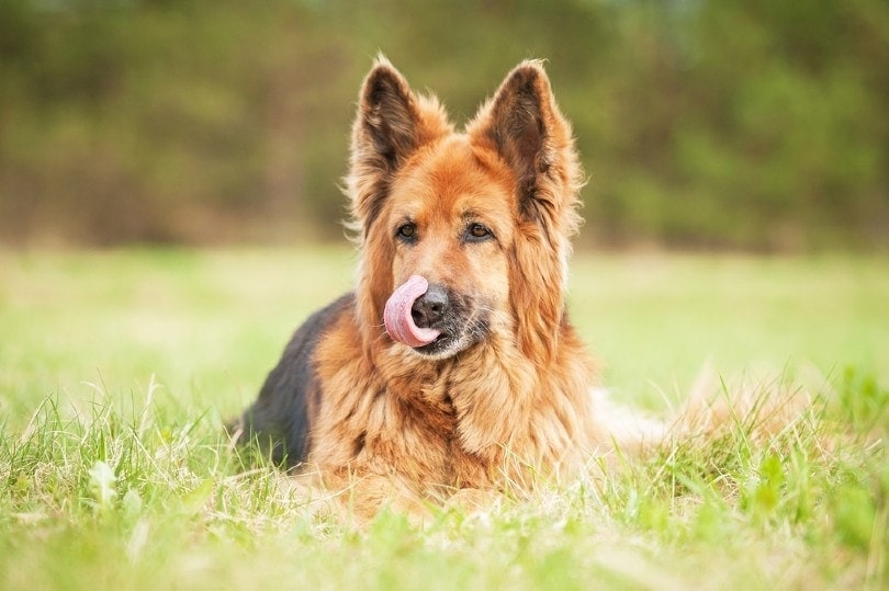 german shepherd dog licking his nose