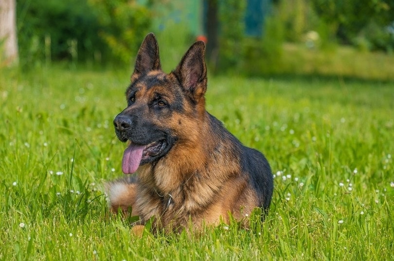 german shepherd dog lying on grass with tongue out