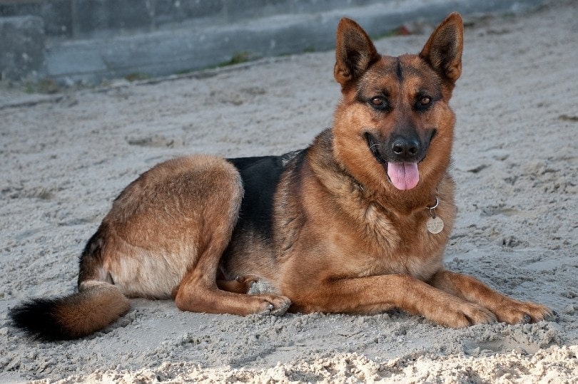 german shepherd dog lying on sand