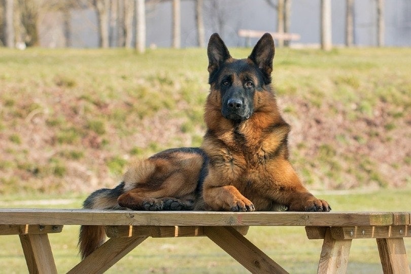 can german shepherd survive in india