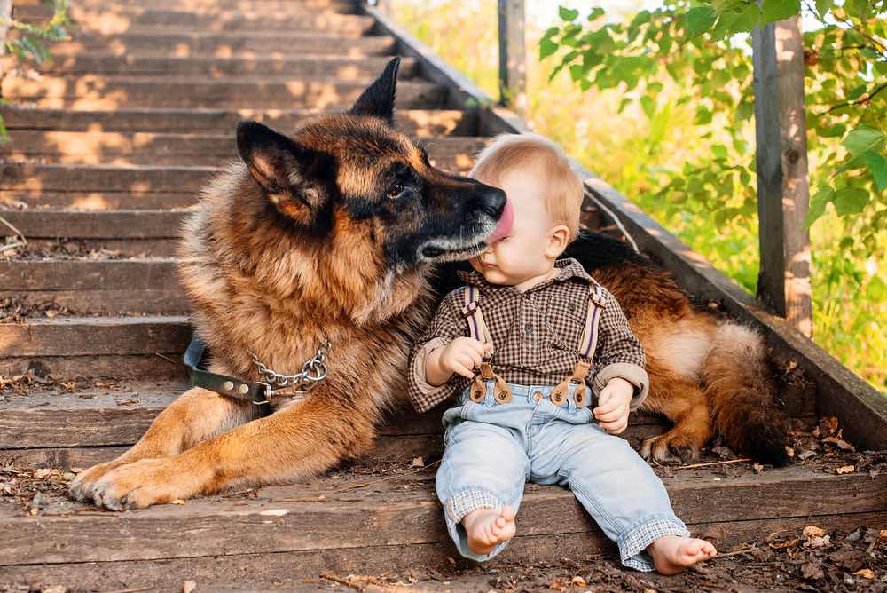 german shepherd dog protecting baby