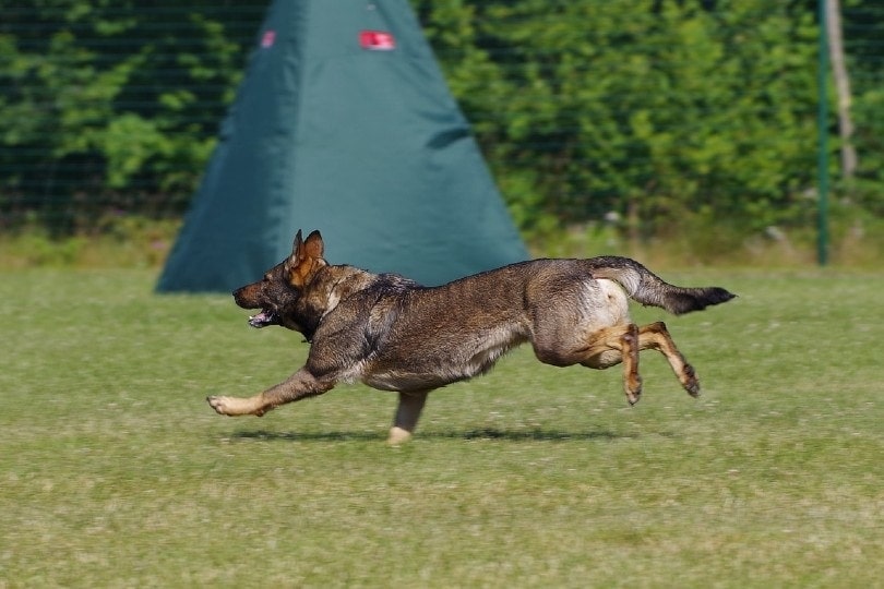 How fast do store german shepherds run