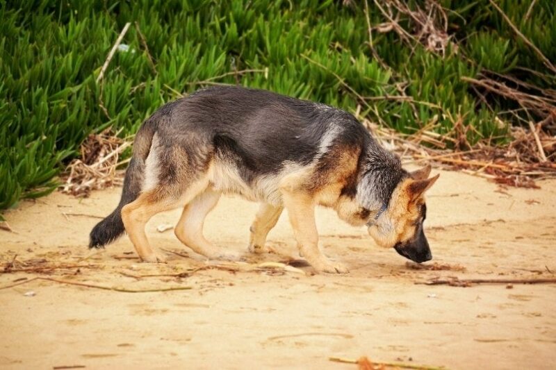 german shepherd dog sniffing sand