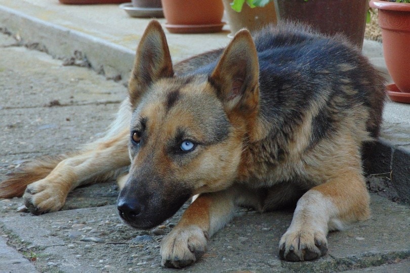 german shepherd dog with blue eyes