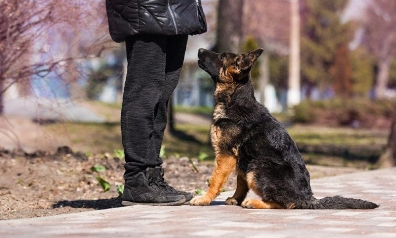 german shepherd dog with his owner at the park