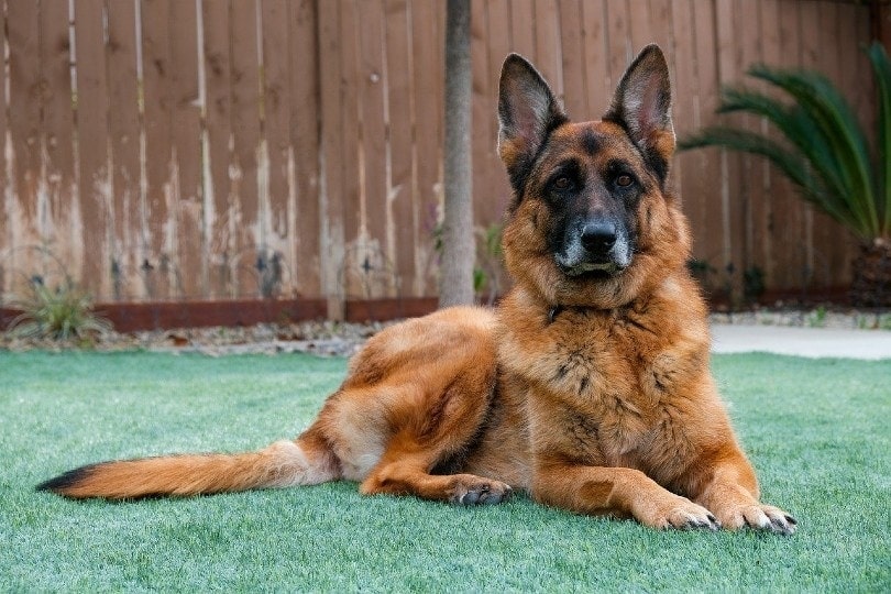 German sales shepherd guarding