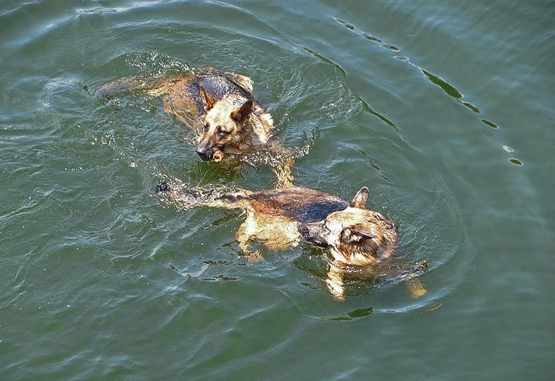 german shepherd dogs swimming