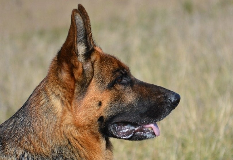 Why Do German Shepherds Have Moles? Science-Based Facts & FAQ | Hepper Why Do German Shepherds Have Moles? Science-Based Facts & Faq | Hepper