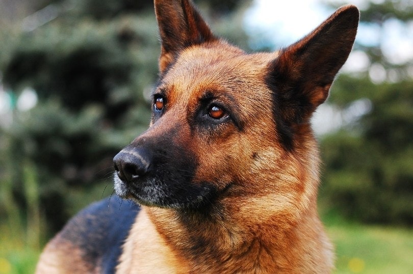 german shepherd face
