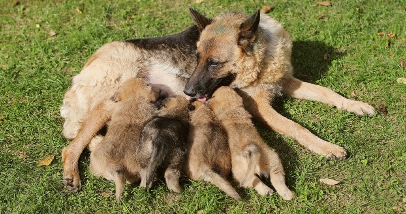 german shepherd feeding her puppies